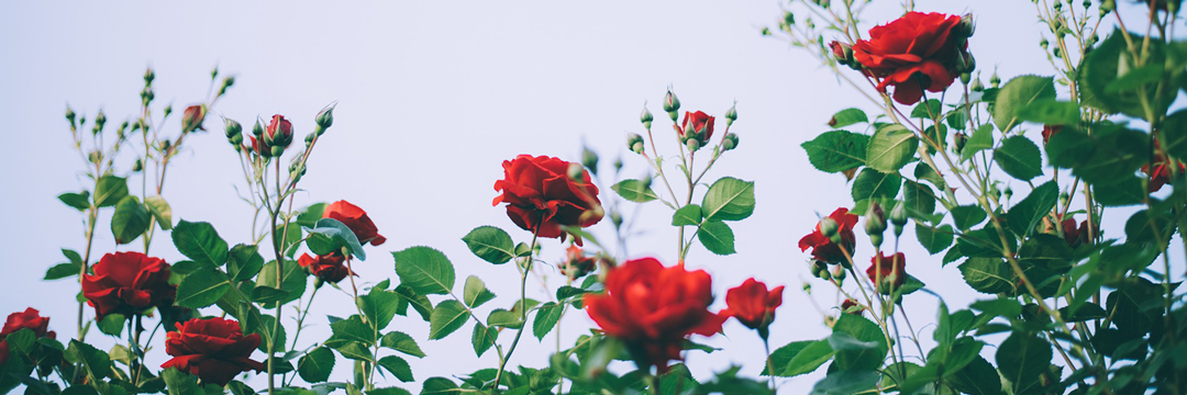 Rosenpflege