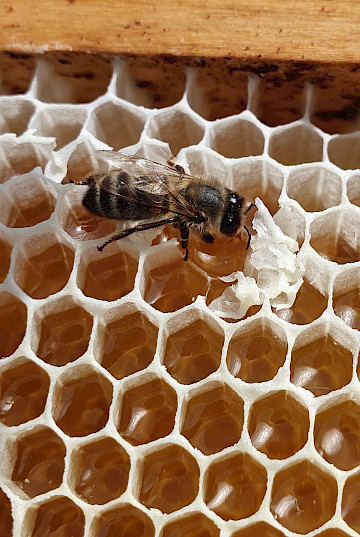 Bienen