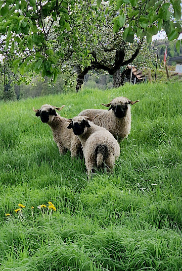 Wolly, Lucky, Kiwi